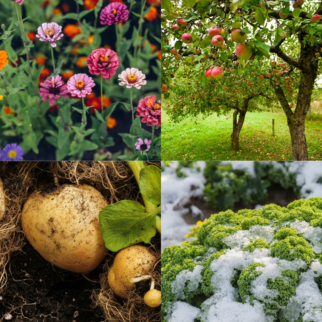 What Can You Grow in Your Zone?